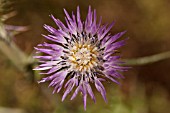 CIRSIUM CRETICUM