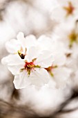 PRUNUS DULCIS, ALMOND BLOSSOM