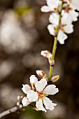 PRUNUS DULCIS, ALMOND BLOSSOM