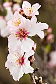 PRUNUS DULCIS, ALMOND BLOSSOM