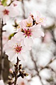 PRUNUS DULCIS, ALMOND BLOSSOM