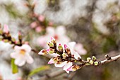 PRUNUS DULCIS, ALMOND BLOSSOM