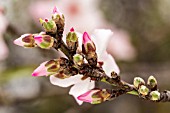 PRUNUS DULCIS, ALMOND BLOSSOM