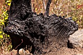 CHARRED TREE STUMP