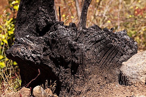 CHARRED_TREE_STUMP