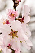 PRUNUS DULCIS, ALMOND BLOSSOM