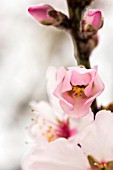 PRUNUS DULCIS, ALMOND BLOSSOM