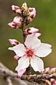 PRUNUS DULCIS, ALMOND BLOSSOM