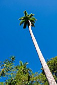 ROYSTONEA REGIA, CUBAN ROYAL PALM TREE