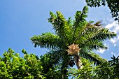 ROYSTONEA REGIA, CUBAN ROYAL PALM TREE