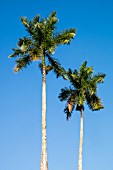 ROYSTONEA REGIA, CUBAN ROYAL PALM TREE