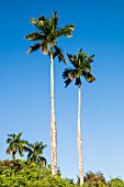 ROYSTONEA REGIA, CUBAN ROYAL PALM TREE