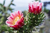 CHOLLA CACTUS FLOWER