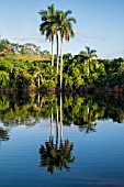 ROYSTONEA REGIA, CUBAN ROYAL PALM TREE REFLECTING IN LAKE