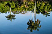 ROYSTONEA REGIA, CUBAN ROYAL PALM TREE REFLECTING IN LAKE