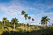 ROYSTONEA REGIA, CUBAN ROYAL PALM TREE