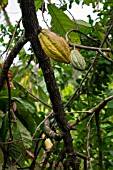 COCOA FRUIT, THEOBROMA CACAO