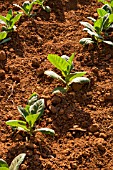 NICOTIANA, TOBACCO PLANTS GROWING IN VINALES, CUBA