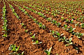 NICOTIANA, TOBACCO PLANTS GROWING IN VINALES, CUBA