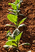 NICOTIANA, TOBACCO PLANTS GROWING IN VINALES, CUBA