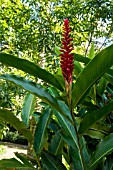 ALPINIA PURPURATA ORNAMENTAL GINGER RED FLOWER