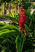 ALPINIA PURPURATA ORNAMENTAL GINGER RED FLOWER