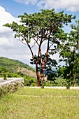 BURSERA SIMARUBA, GUMBO LIMBO, TOURIST TREE WITH PEELING RED BARK, CUBA