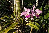 WARCZEWICZELLA DISCOLOR, WILD ORCHID GROWING ON A TREE IN VINALES, CUBA