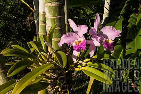 WARCZEWICZELLA_DISCOLOR_WILD_ORCHID_GROWING_ON_A_TREE_IN_VINALES_CUBA