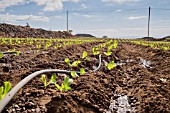 LETTUCE FARM WITH IRRIGATION PIPE IN TENERIFE