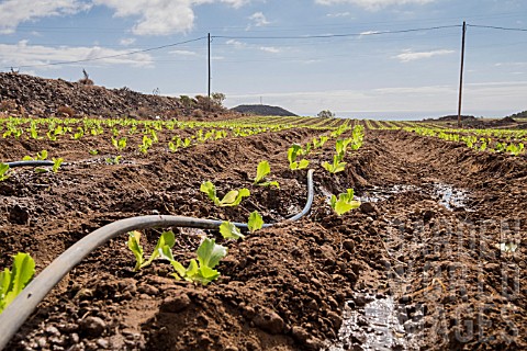 LETTUCE_FARM_WITH_IRRIGATION_PIPE_IN_TENERIFE