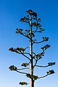 AGAVE AMERICANA, TENERIFE