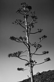 AGAVE AMERICANA, TENERIFE