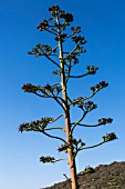 AGAVE AMERICANA, TENERIFE