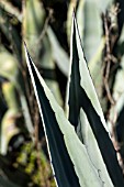 AGAVE AMERICANA, TENERIFE