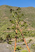 AGAVE AMERICANA, TENERIFE