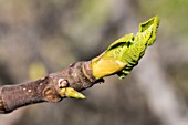 FICUS CARICA