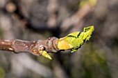 FICUS CARICA