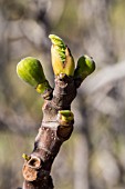 FICUS CARICA