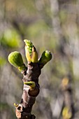 FICUS CARICA