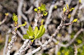 FICUS CARICA