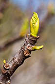 FICUS CARICA