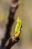 FICUS CARICA