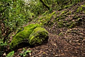 MOSS ON ROCKS ALONG FOREST PATH