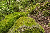 MOSS ON ROCKS ALONG FOREST PATH