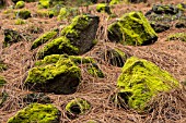GREEN MOSS ON ROCKS AND PINE NEEDLES ON THE FOREST FLOOR