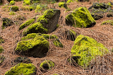GREEN_MOSS_ON_ROCKS_AND_PINE_NEEDLES_ON_THE_FOREST_FLOOR
