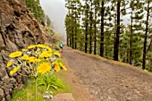 SONCHUS ACAULIS