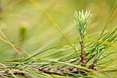 PINUS CANARIENSIS CANARIAN PINE TREE NEW GROWTH