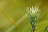 PINUS CANARIENSIS CANARIAN PINE TREE NEW GROWTH